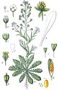 Shepherd's purse